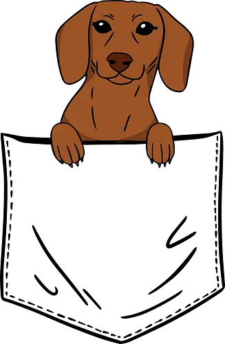 Dachshund in my pocket - Dackel, Dachshund, cute